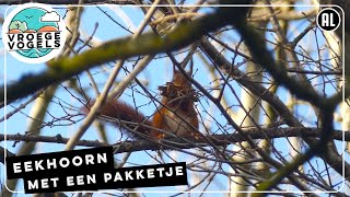 Eekhoorn maakt een pakketje  Winnaar Zelf Geschoten  Vroege Vogels [upl. by Aneej]