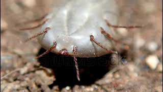 stock footage dog tick haemaphysalis longicornis lying on its back trying to stand back on its feet [upl. by Gierc]