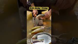 Ikan baung pisang isi manis ikansungai ikanbaung ikanbaungpisang guamusang [upl. by Flavius]