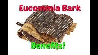 Eucommia bark benefits  Best Chinese Herb For Bones Ligaments Joints Tendons Adrenals Brain [upl. by Nanete]