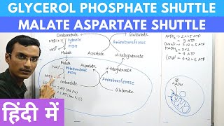 Glycerol Phosphate Shuttle and Malate Aspartate Shuttle in Hindi [upl. by Emerson447]