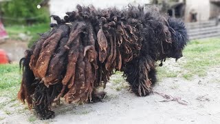 YOU WONT BELIEVE how this DOG looks after shaving all these dreadlocks [upl. by Branden551]