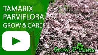 Tamarix parviflora  grow and care Tamarisk [upl. by Aretahs]