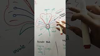 Angeosperm class 11 biology Angeospermae FlowerofangeospermEmaanLearning [upl. by Fritzsche]