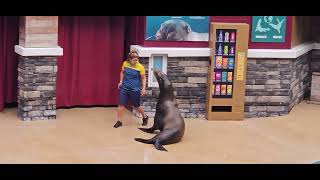 Flippers Facts amp Fun The Sea Lion Experience SeaWorld Orlando 6232024 [upl. by Nauqas37]