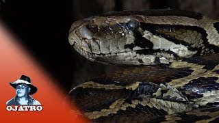 Python vs Killer Toad 01 Narration [upl. by Nylsaj]