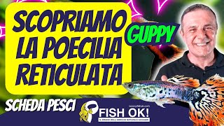 🐟 Scopriamo la Poecilia Reticulata il Guppy Scheda e caratteristiche [upl. by Ecnal936]