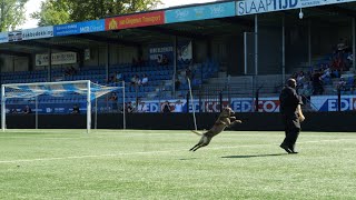 KNPV Nationale Kampioenschappen 2024 Eindhoven [upl. by Quitt]