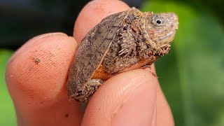 The SMALLEST TURTLES You’ve Ever Seen Baby Loggerhead Musk Turtles [upl. by Hamo522]