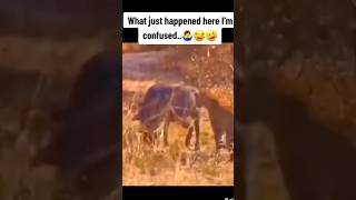 Cheeter and kasongo yeeye warthogs v16 funny warthog [upl. by Funch308]