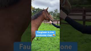 Faugheen is loving retirement 😍 horse horseracing racingtv [upl. by Wyon271]