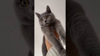 cat catvideos kedivideoları pets yavrukedi funny britishshorthair kedi keşfetbeniöneçıkar [upl. by Terryn]