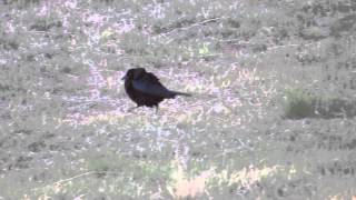 Bronzed Cowbird mating dance [upl. by Anitsrik]