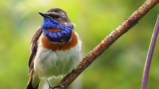 Варакушки кормят птенцов Bluethroat bird [upl. by Eleanor]