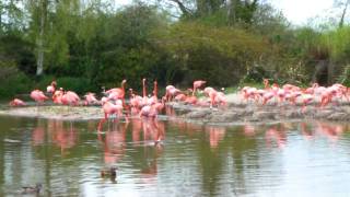 Wildfowl and Wetlands Trust at Slimbridge [upl. by Pattani787]