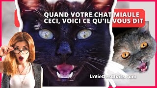 QUAND VOTRE CHAT MIAULE CECI VOICI CE QUIL VOUS DIT [upl. by Anuahc]