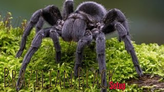 Grammostola Pulchras sling setup beast fyp youtuber [upl. by Intyre]