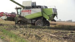 Mietitura Riso 2013 Claas Lexion 770 Terra Trac e 480 x 2 Big Rice Harvest [upl. by Ahcrop]