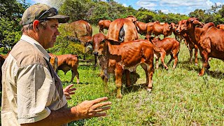 Inside Philip Reeds Cattle Farm in Zimbabwe A Prominent Thuli and Brahman Breeder [upl. by Husch]