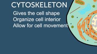 Cytoplasm [upl. by Wakerly]