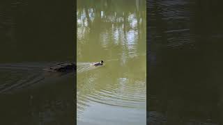 Duck Pond ducks wildlife newhaven [upl. by Anertak672]