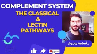 Complement system  classical and lectin pathways activation [upl. by Avra]