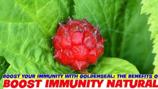 Boost Your Immunity with Goldenseal The Benefits of Berberine [upl. by Haziza]