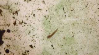 Fly Fishing Entomology  Midge Chironomidae Larvae Stage Video [upl. by Laynad]