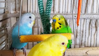 35 Hr Happy Parakeets Eating Singing Playing Budgies Chirping Reduce Stress of lonely Bird Videos [upl. by Damalis]