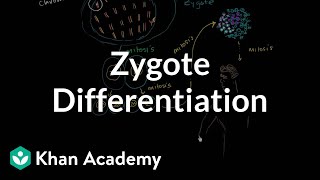 Zygote differentiating into somatic and germ cells  MCAT  Khan Academy [upl. by Lashond]