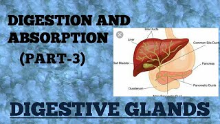 DIGESTIVE GLANDSDIGESTION AND ABSORPTION PART3 [upl. by Llerrit]