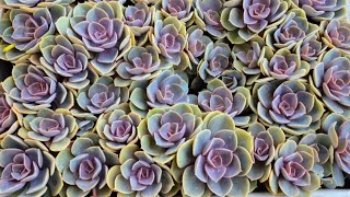 How to propagate and care for purple echeveria specifically [upl. by Harriot597]