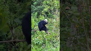 Colobus Monkey Enjoys Juicy Guava 🍃🥭  PrimateKingdom Wildlife [upl. by Ahsienahs]