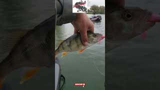 fishing peche perche perch perchfishing floattuber floattube poisson fish vesoul [upl. by Rog622]