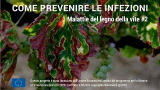 Le malattie del legno della vite 2  Come prevenire le infezioni [upl. by Shanks]