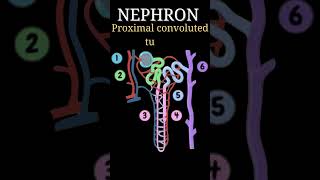 short structure of NEPHRON 10th new syllabus 242025 shorts [upl. by Inaluiak]