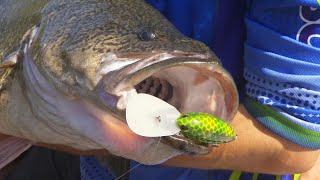 IFISH GOFISH NAGAMBIE  for an 80000 Murray COD [upl. by Lohrman]