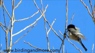 The twonote call of the male Blackcapped Chickadee [upl. by Odranar71]