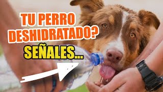 🐶SEÑALES de Advertencia ⚠️De DESHIDRATACIÓN en PERROS [upl. by Spring]