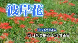 彼岸花 岡山県真庭市上河内西谷 20241004★★ [upl. by Eenyaj]