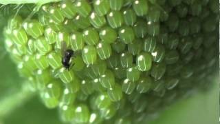 Scelionidae  Telenomus kolbei parasitizes eggs of Inachis  Aglais io [upl. by Rob]