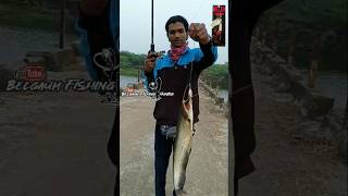 Wallago attu patan FishingBallo masemari Boal machali pakadna fishing shorts Fishing video [upl. by Sonitnatsnoc641]