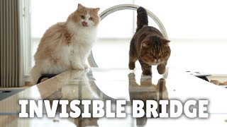 Invisible Bridge Crossing Challenge [upl. by Eirehc]