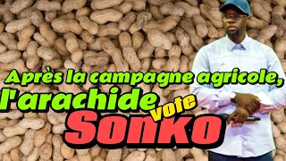 Découvrez avec nous les bonnes nouvelles de la campagne agricole de larachide [upl. by Adnirak]