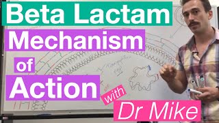 βlactam  Mechanism of Action and Resistance [upl. by Coben]