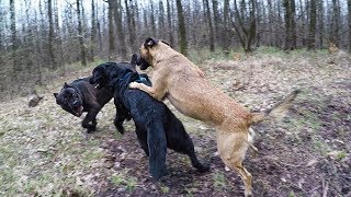 Cane corso vs Labrador vs Belgian Malinois [upl. by Hamel]