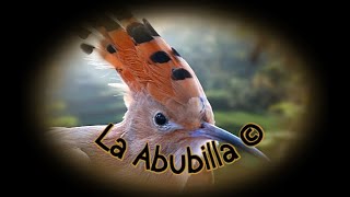 🕊️ La Abubilla 🕊️ [upl. by Farver]