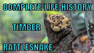 A YEAR IN THE LIFE OF THE TIMBER RATTLESNAKE [upl. by Sansbury412]