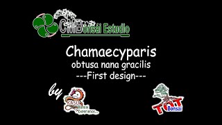 Chamaecyparis obtusa nana gracilis [upl. by Ailahs]