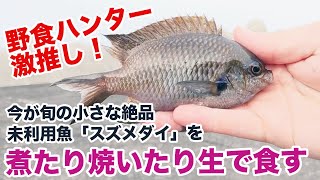 野食ハンター激推し！今が一番うまい未利用魚は煮ても焼いても生でも絶品 [upl. by Heise911]